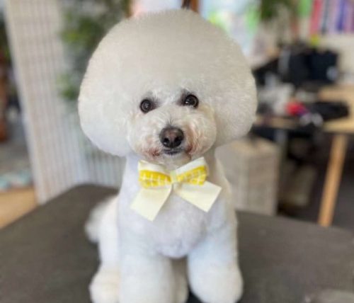 asian-style-pet-grooming3