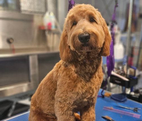 cavoodle-grooming1
