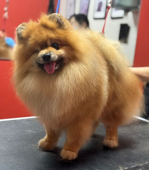 pomeranian-grooming2