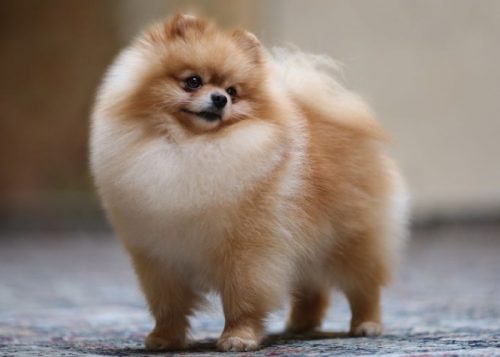 pomeranian-grooming3