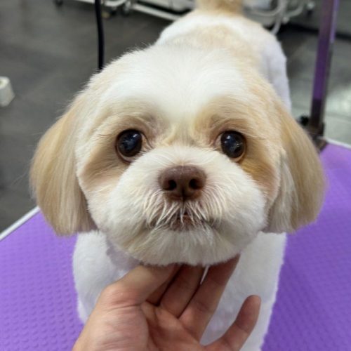 shih-tzu-grooming2