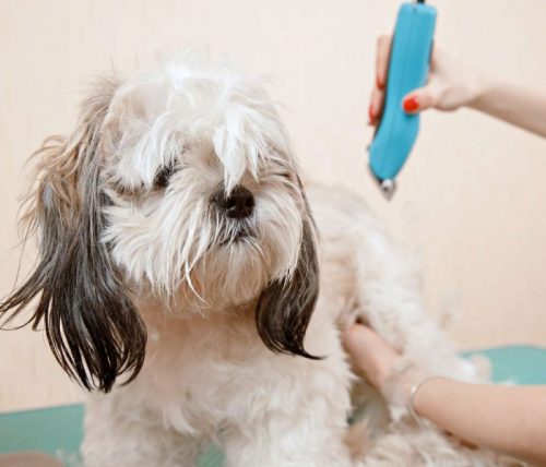shih-tzu-grooming5