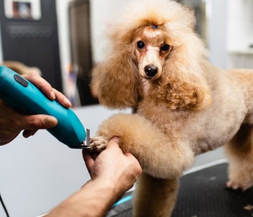 toy-poodle-grooming2