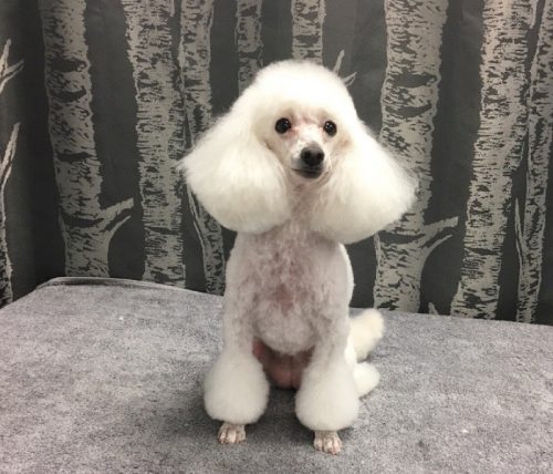 toy-poodle-grooming3